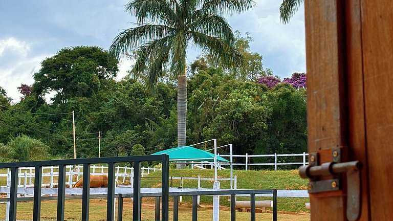 Experiência em celeiro com cavalos à porta