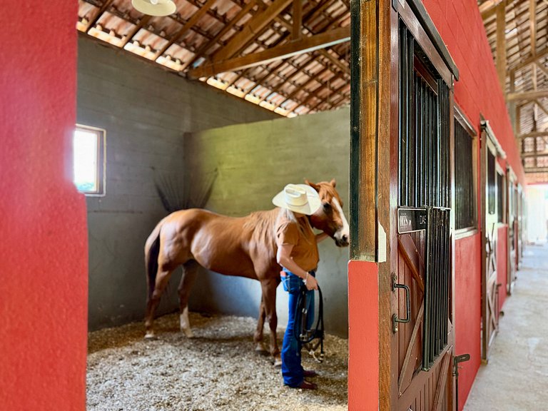 Experiência em celeiro com cavalos à porta