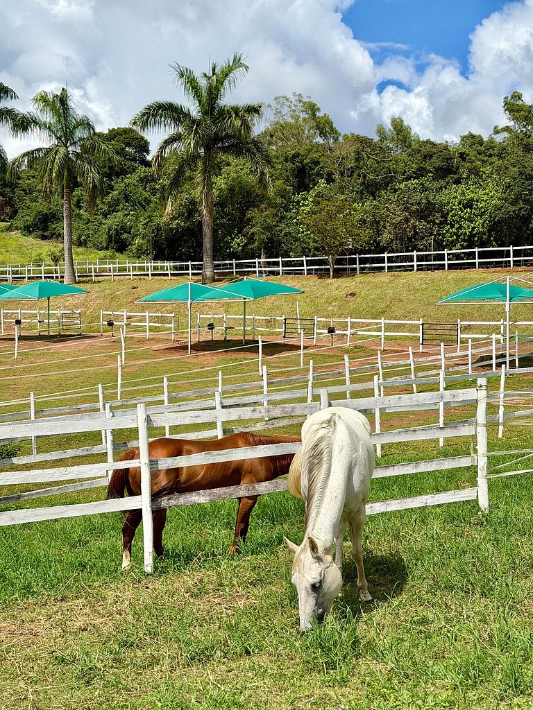 Experiência em celeiro com cavalos à porta