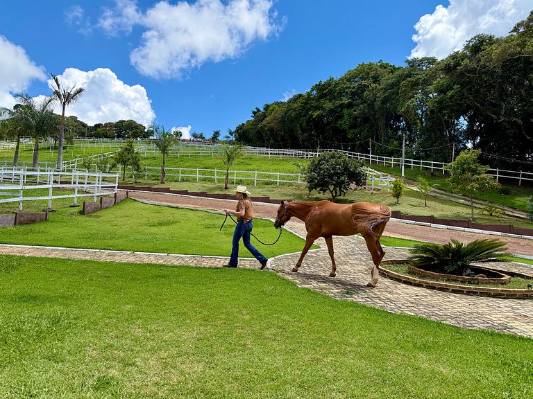 Experiência em celeiro com cavalos à porta