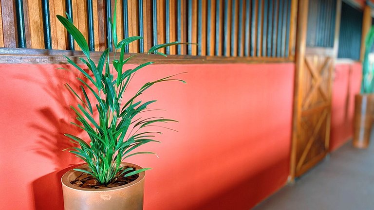 Experiência em celeiro com cavalos à porta